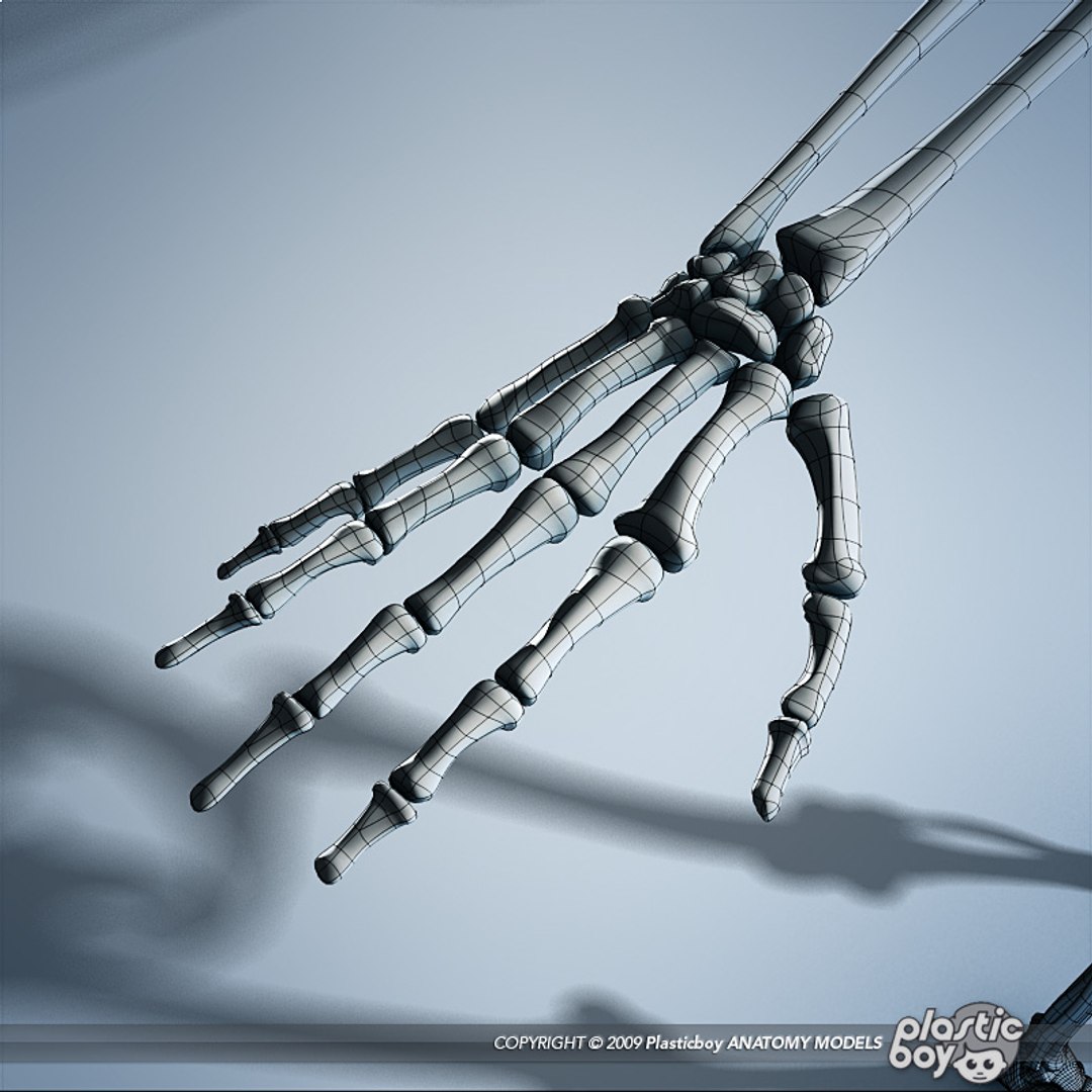 human skeleton 3d model https://p.turbosquid.com/ts-thumb/dL/SQPg8M/6um44JIf/skeleton_wf_03/jpg/1299073614/1920x1080/fit_q87/fc872eaaabe40b6216e491e864070025db0dcd48/skeleton_wf_03.jpg