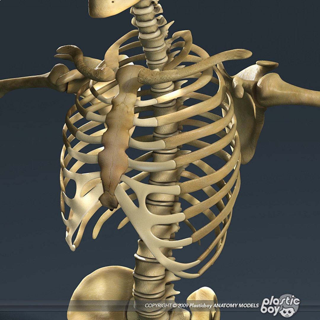human skeleton 3d model https://p.turbosquid.com/ts-thumb/dL/SQPg8M/LIe7OSyU/skeleton_textured_07/jpg/1299073316/1920x1080/fit_q87/9741fa52ce9e73673c493e4fdfc96a83b592704a/skeleton_textured_07.jpg