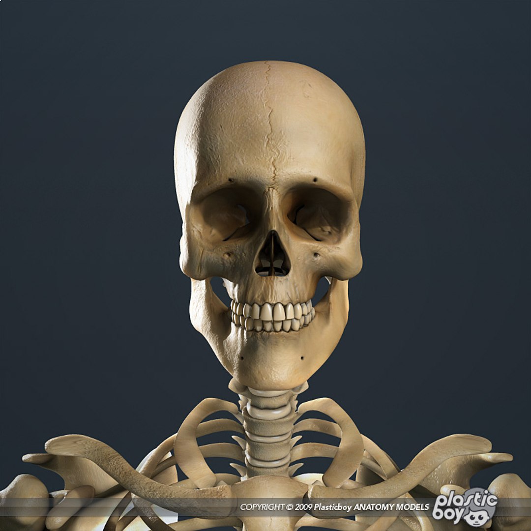 human skeleton 3d model https://p.turbosquid.com/ts-thumb/dL/SQPg8M/MewBcU2s/skeleton_textured_01/jpg/1299073316/1920x1080/fit_q87/7debfea24075c4340d64eeeeb068f59986c70ea2/skeleton_textured_01.jpg