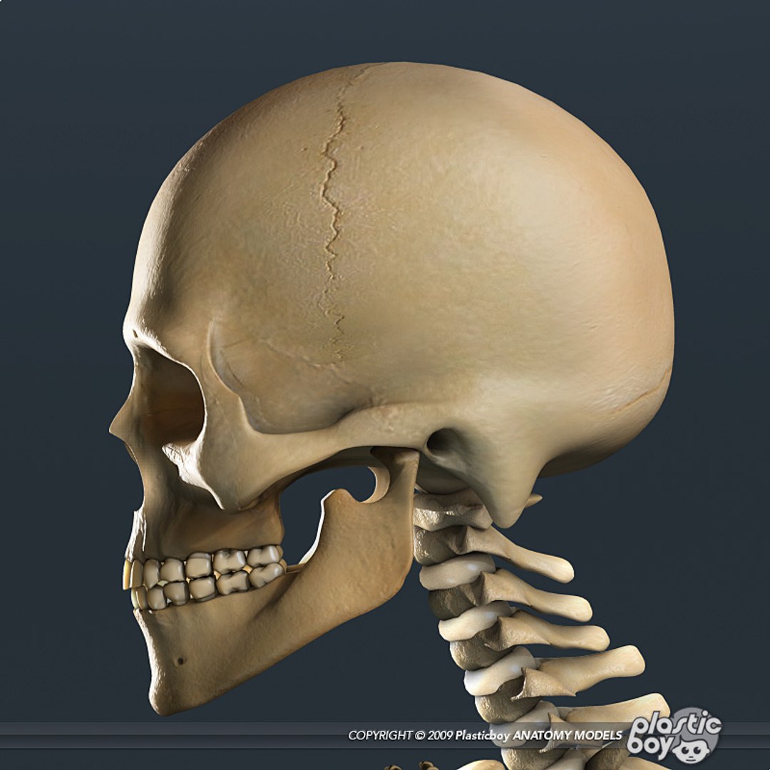 human skeleton 3d model https://p.turbosquid.com/ts-thumb/dL/SQPg8M/YgieMrUQ/skeleton_textured_08/jpg/1299073316/1920x1080/fit_q87/afedd18dcc0687b2d77e23148362183b41e7d8b2/skeleton_textured_08.jpg