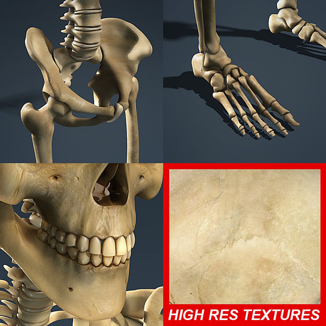 human skeleton 3d model https://p.turbosquid.com/ts-thumb/dL/SQPg8M/aDdnWB55/skeleton_textured_09/jpg/1299073316/1920x1080/fit_q87/525328e71f64180a305a042b3603eaab275cae36/skeleton_textured_09.jpg
