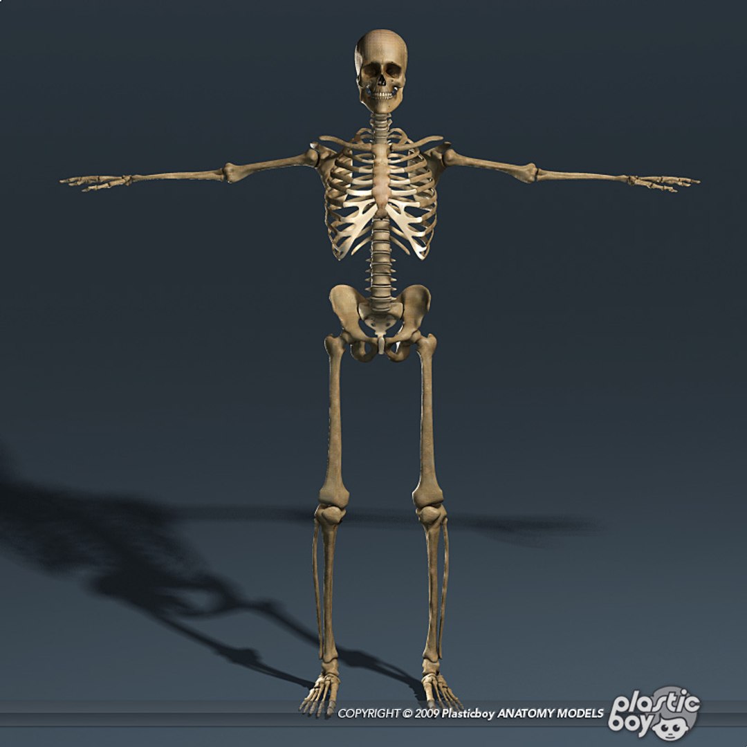human skeleton 3d model https://p.turbosquid.com/ts-thumb/dL/SQPg8M/eM3FRl5B/skeleton_textured_03/jpg/1299073316/1920x1080/fit_q87/40ee1d057826ddd9771866d17df4c395a406804a/skeleton_textured_03.jpg