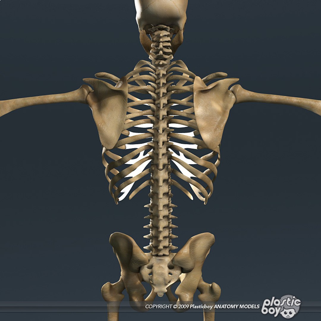 human skeleton 3d model https://p.turbosquid.com/ts-thumb/dL/SQPg8M/lRTVC493/skeleton_textured_06/jpg/1299073316/1920x1080/fit_q87/5bdea8a488b38e876c19f8be3828edacf2463672/skeleton_textured_06.jpg