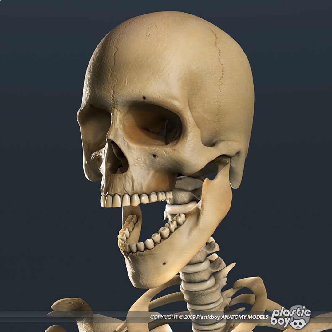human skeleton 3d model https://p.turbosquid.com/ts-thumb/dL/SQPg8M/x1ED3yEf/skeleton_textured_02/jpg/1299073316/1920x1080/fit_q87/1cd30c7f464ec13c5d9f20911757639110dbe1c1/skeleton_textured_02.jpg