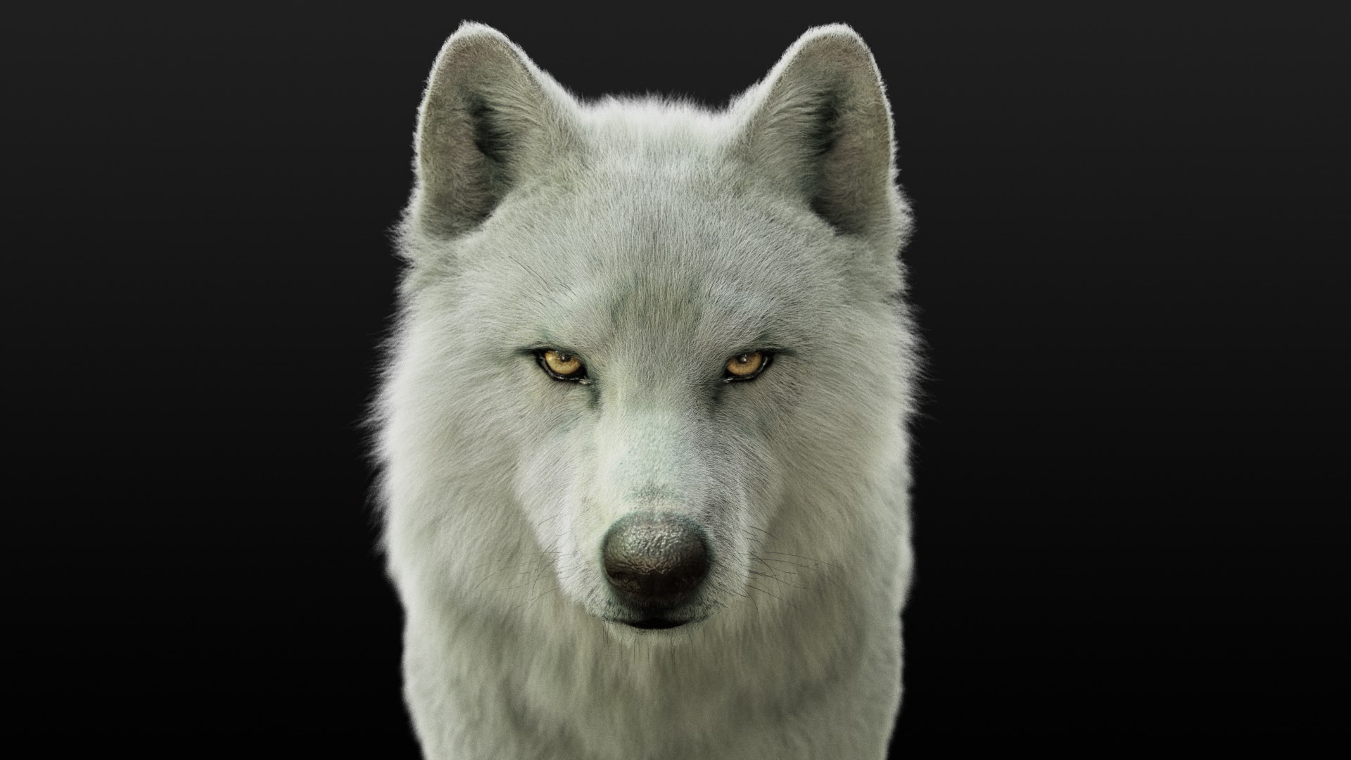 Arctic Wolf Xgen Rigged 3d Model Turbosquid 1548914