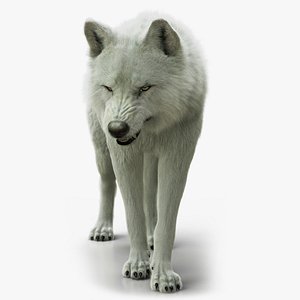 arctic wolf xgen rigged 3D model