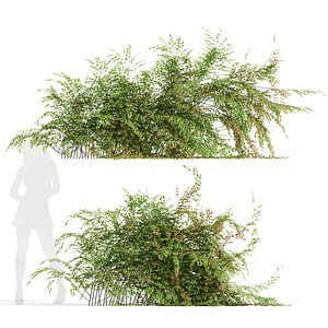 New Plant Adiantum Capillus Veneris Fern Wall Grow Bottom02