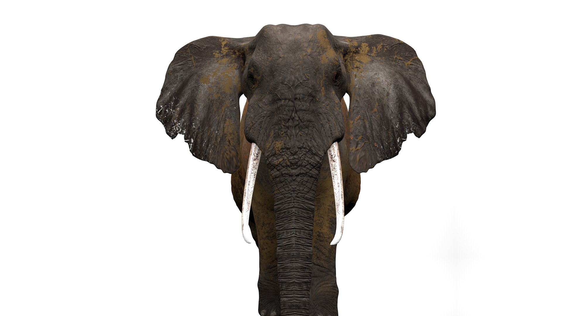 3D African Elephant RIGGED L2352 model https://p.turbosquid.com/ts-thumb/dL/n1uCsX/6L/11_0035/png/1744056652/1920x1080/fit_q87/c0a3d5b5384cc0576eb311620552c1af8764c40a/11_0035.jpg
