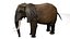 Afrikanischer Elefant RIGGED L2352