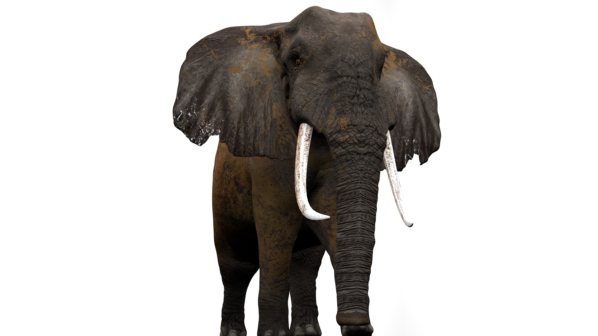 3D African Elephant RIGGED L2352 model https://p.turbosquid.com/ts-thumb/dL/n1uCsX/XR/04_0035/png/1744056632/1920x1080/fit_q87/e886ed0c43ba93092a5960878e38ffcf8fb1b591/04_0035.jpg