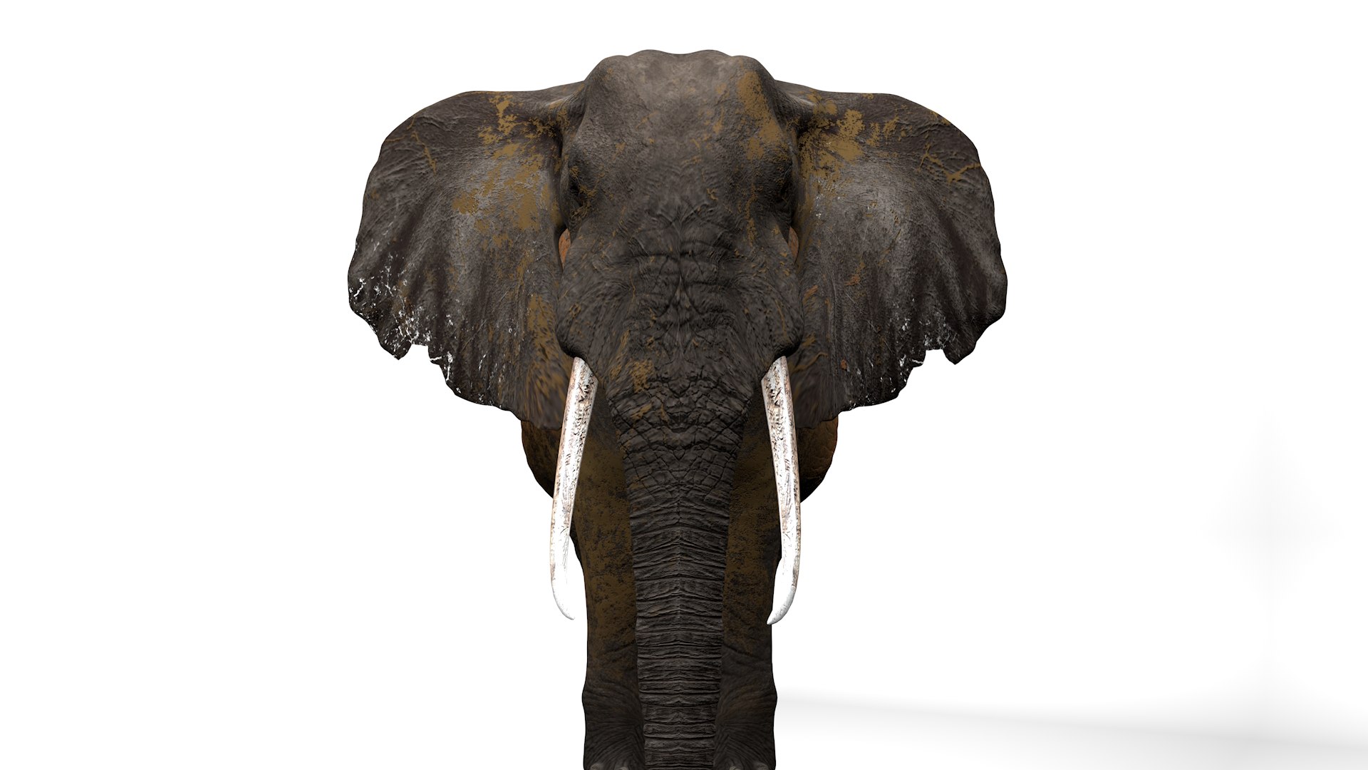 3D African Elephant RIGGED L2352 model https://p.turbosquid.com/ts-thumb/dL/n1uCsX/iN/13_0013/png/1744056651/1920x1080/fit_q87/7d7a36b00c6dd34d7c9740b5653f6d33abe90999/13_0013.jpg