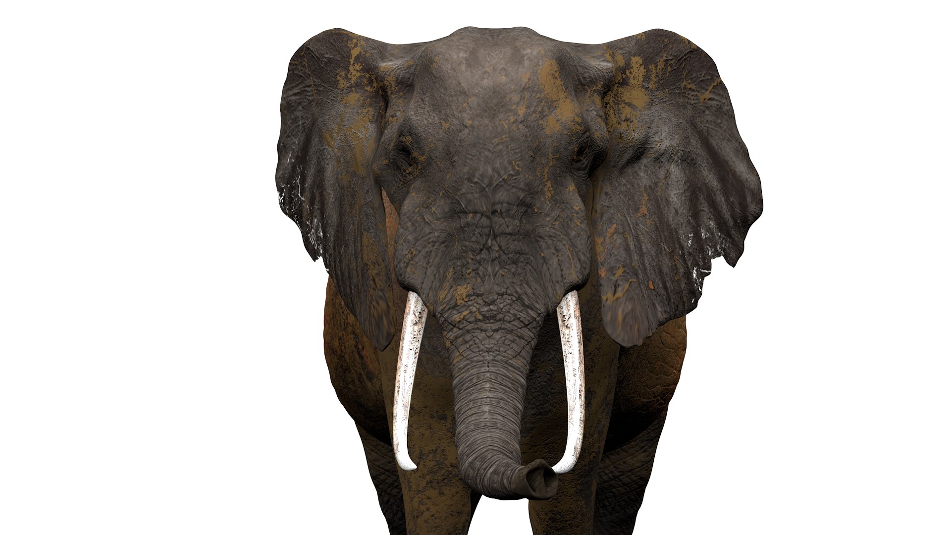 3D African Elephant RIGGED L2352 model https://p.turbosquid.com/ts-thumb/dL/n1uCsX/k1/07_0023/png/1744056639/1920x1080/fit_q87/7b764f722ff533bb655a5a0ea8ab181485818b2c/07_0023.jpg