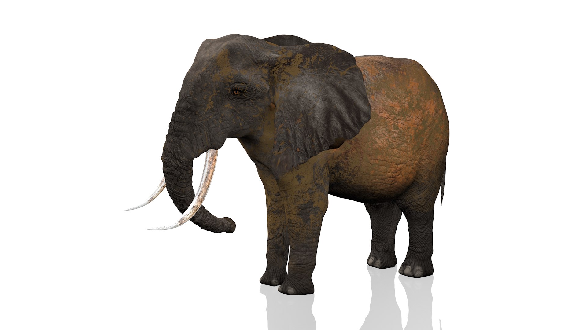 3D African Elephant RIGGED L2352 model https://p.turbosquid.com/ts-thumb/dL/n1uCsX/qI/1st0025/png/1744056621/1920x1080/fit_q87/d5e40c786ea756cdfc2869c6c1f801484c131a7d/1st0025.jpg