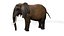 Afrikanischer Elefant RIGGED L2352