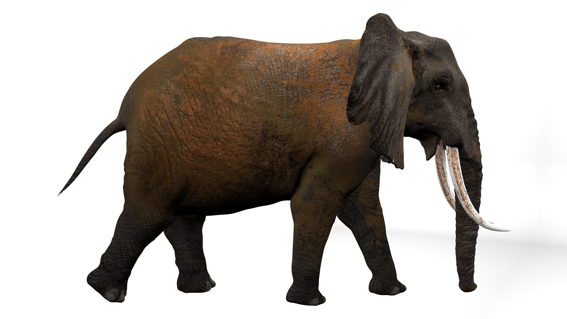 3D African Elephant RIGGED L2352 model https://p.turbosquid.com/ts-thumb/dL/n1uCsX/rs/06_0003/png/1744056644/1920x1080/fit_q87/f500359174314745b2066e5f661c10c669c93d21/06_0003.jpg