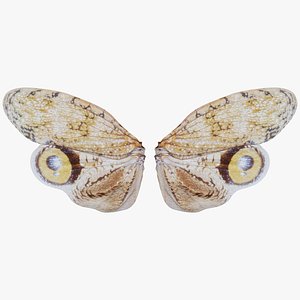 Owlet Moth Noctuoidea Remastered