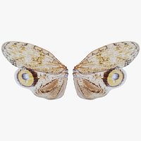Owlet Moth Noctuoidea Remastered