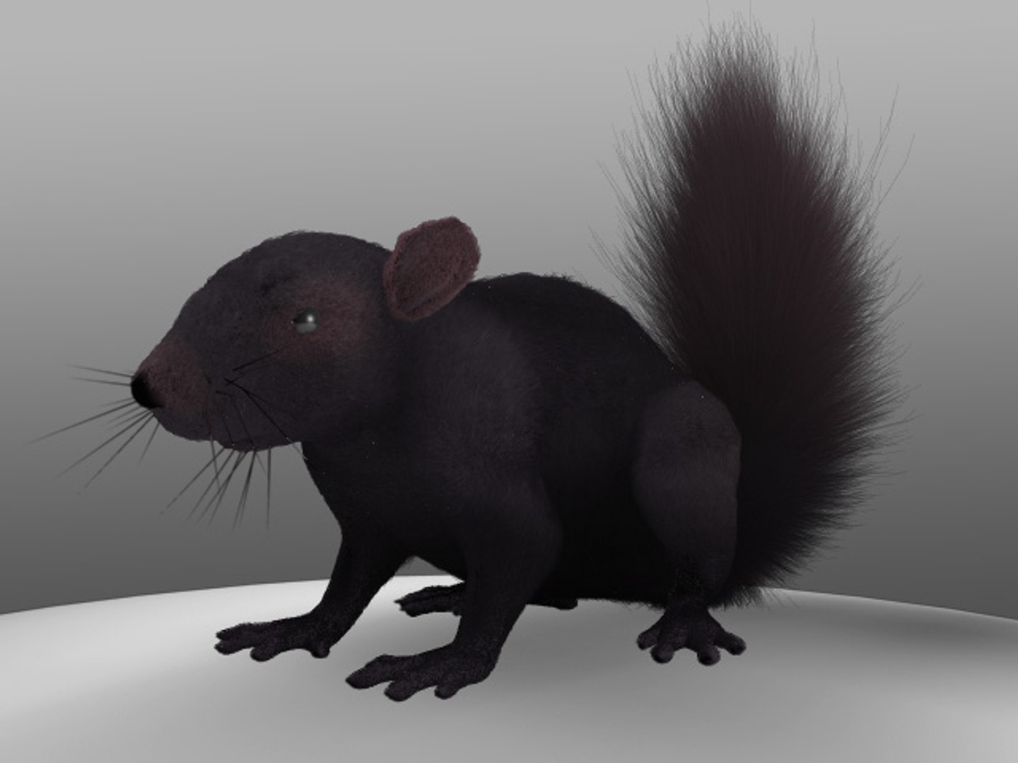 3d model black squirrel https://p.turbosquid.com/ts-thumb/dL/ywv2h3/1G1OgWlF/3/jpg/1305958842/1920x1080/fit_q87/8d779889e530a002c54f6c3cd4aa7f44b550f919/3.jpg