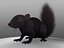 Squirrel Black