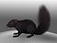 Squirrel Black