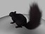 Squirrel Black