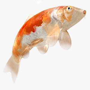 Japanese Carp Fish Rigged L1752 3D