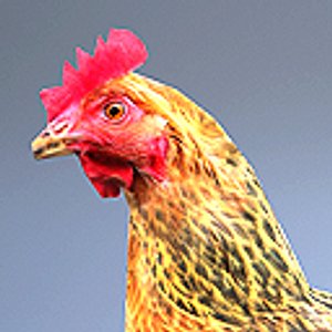 Chicken rigged and animated