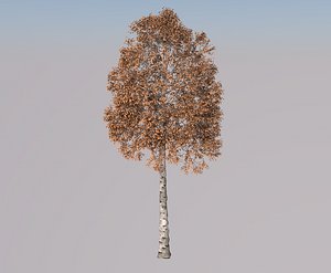 Aspen tree 3d model