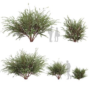Collection plant vol 582 - Eucalyptus - Websteriana - tree - 3Ds max - Cinema 4D