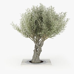 olea europaea 3D model