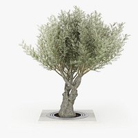 Olea europaea