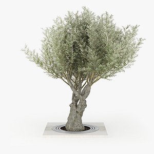 Olea europaea