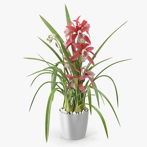 3D Pink Orchid Pot