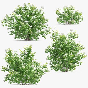 Viburnum opulus 3D model