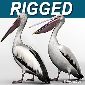 Pelican - Folded Wings