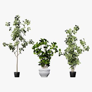 Realistic Eucalyptus Bush with Seed Pods 3D model