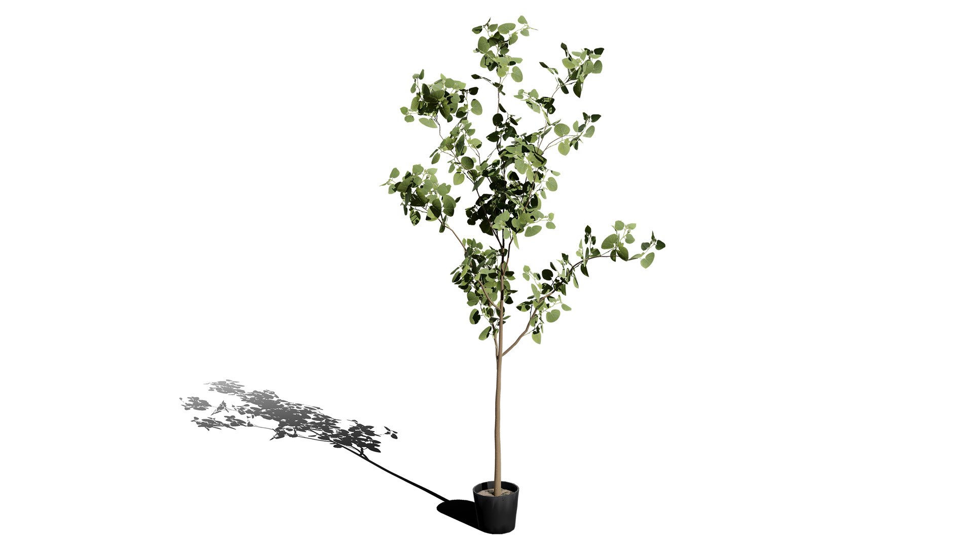 Realistic Eucalyptus Bush with Seed Pods 3D model https://p.turbosquid.com/ts-thumb/dM/q2sKzZ/Yy/1l/jpg/1740130067/1920x1080/fit_q87/1c22cf59921bc38f6805aa4b867f715437042ea4/1l.jpg