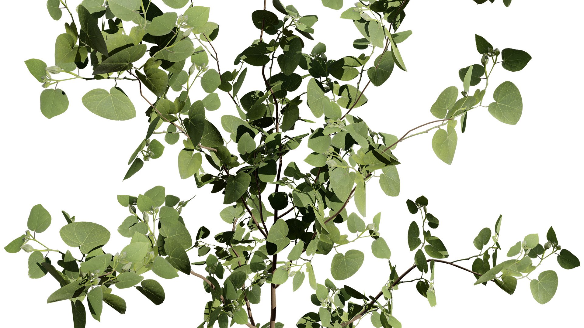 Realistic Eucalyptus Bush with Seed Pods 3D model https://p.turbosquid.com/ts-thumb/dM/q2sKzZ/bK/1z3l/jpg/1740130068/1920x1080/fit_q87/01ecca349ef78ae157bb503058e6f04131e8cd99/1z3l.jpg