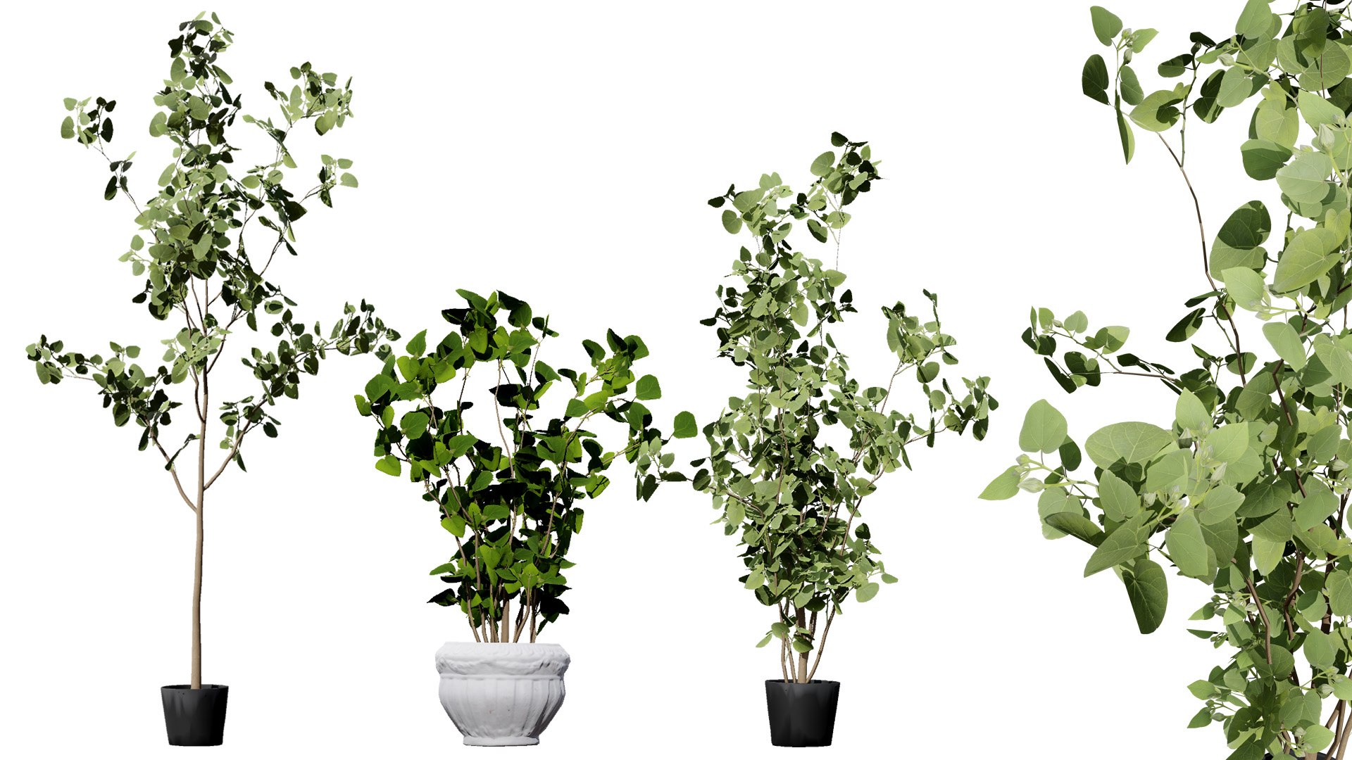 Realistic Eucalyptus Bush with Seed Pods 3D model https://p.turbosquid.com/ts-thumb/dM/q2sKzZ/q2/00artcover01/jpg/1740130067/1920x1080/fit_q87/346ef8ea0c6aeb05126025fe9ed62bbb80e898d2/00artcover01.jpg