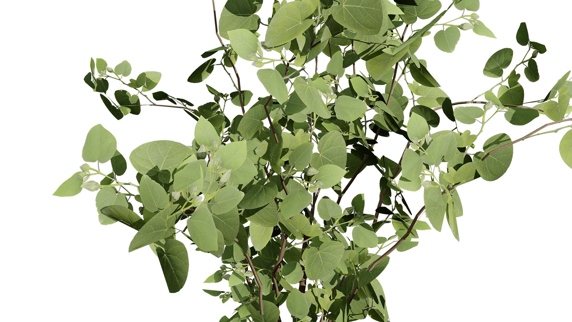 Realistic Eucalyptus Bush with Seed Pods 3D model https://p.turbosquid.com/ts-thumb/dM/q2sKzZ/rm/20562l/jpg/1740130068/1920x1080/fit_q87/e266e48b9de2c972434d1b690d1c18703797b602/20562l.jpg