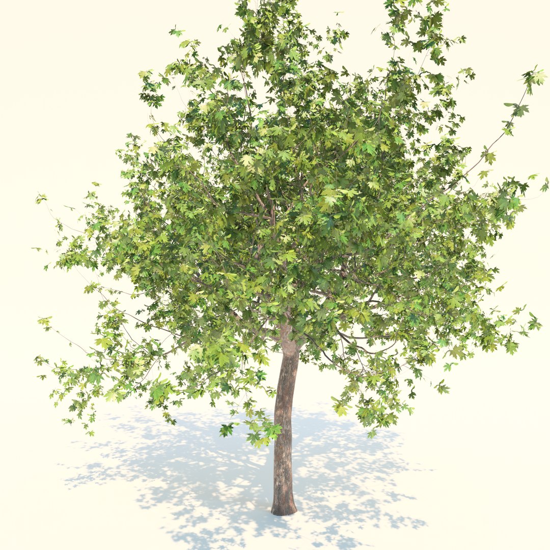 3D Maple Model - TurboSquid 1720519