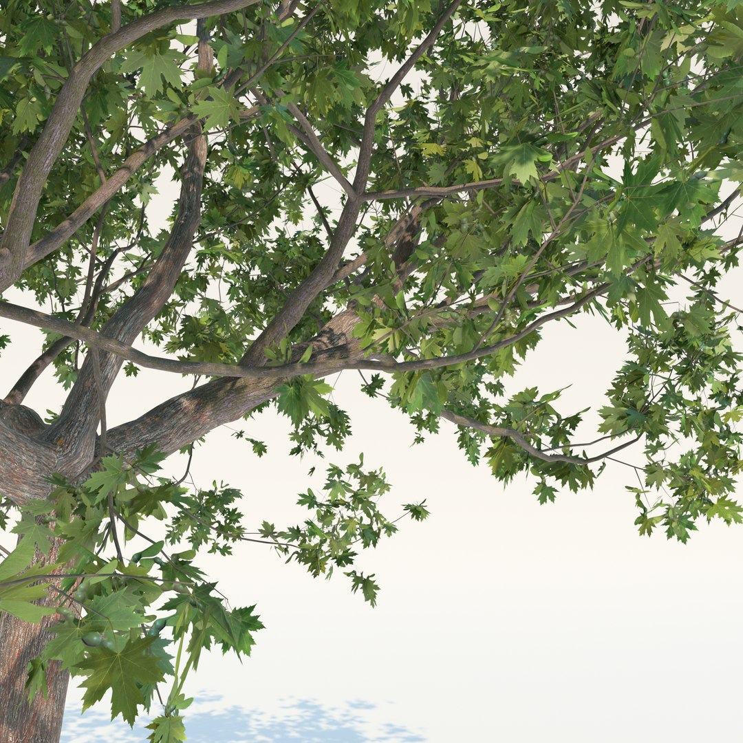 3D Maple Model - TurboSquid 1720519