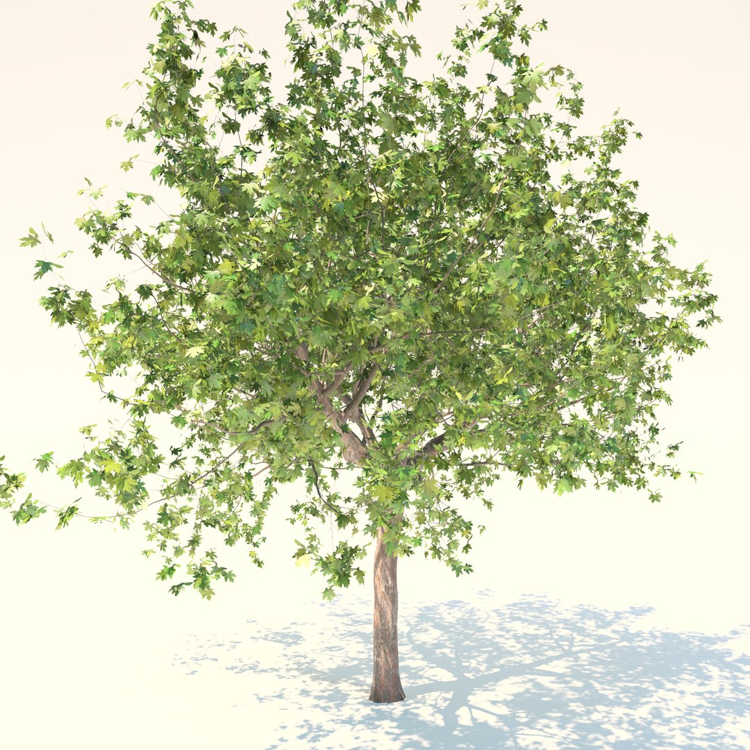3D Maple Model - TurboSquid 1720519