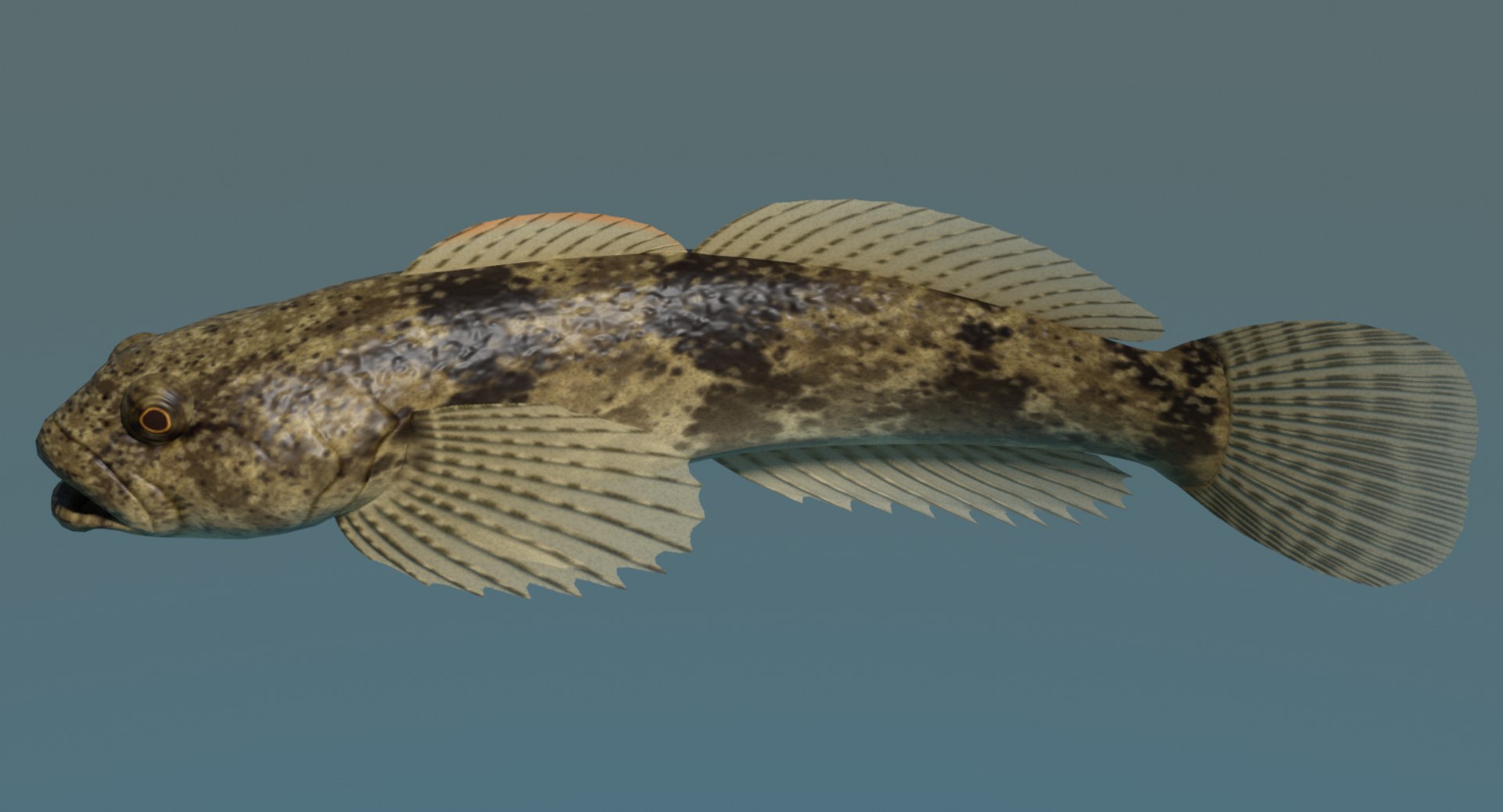 Cottus Kazika 3d Model