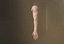 Male Arm 3D model