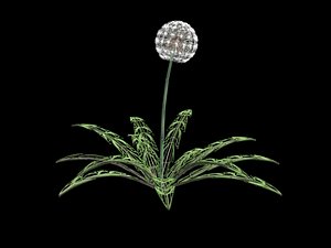 dandelion plant 3d model