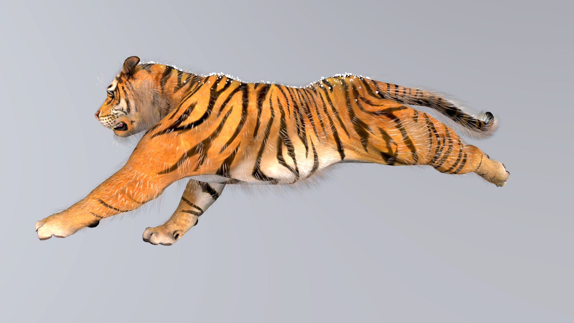 Siberian Tiger Rigged And Animated 3D Model - TurboSquid 2293916