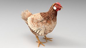 hen chicken fowl 3D