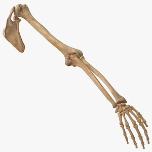 Real Human Arm and Scapula Bones Anatomy 01