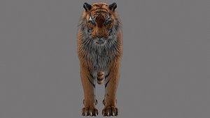 tiger